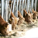 청송축산 이미지