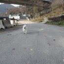 동현24시동물병원 | [동현24시동물병원후기]일등이 치료 끝!!