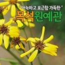 예원분재 이미지