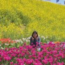 강진 병영성 26.4.26. 목 이미지