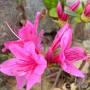 서대전초등학교 이미지