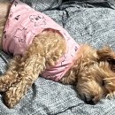 은수네 펫택시 | 도른 업보 죽지도 않고 또 왔네