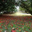 서천 마량리 동백나무 숲 이미지