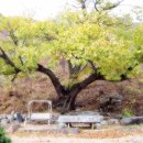 청향소림산장 이미지