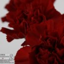 플로리스트 고급 이미지