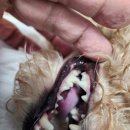 중부동물병원 이미지