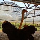 서열농장 이미지