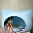 봉주르봉구 이미지