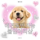 유이애견샵 이미지