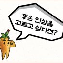 금영홍삼