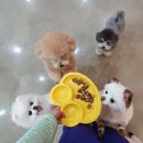 치즈 애견유치원&애견호텔 이미지