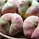 청송복숭아농장