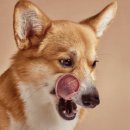 캥거루 동물병원 이미지