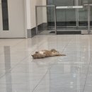 리치동물병원 | [복리랑] 주말엔 동물병원투어를