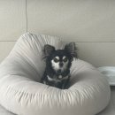 귀엽다멍 이미지