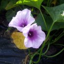 행운농장 이미지