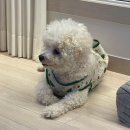 생그린 | 수분폭발크림추천 재구매 많은 속건조 보습 잡아주는 생그린 보음수 수분크림 후기