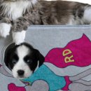 하우스독 이미지