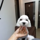 뽀뽀애견센타