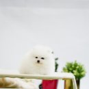 송현동 강아지 이미지