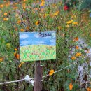 코스모스피아 | 천안 피노카페, 가을 황화코스모스 꽃밭 풍세 브런치카페