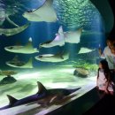 아쿠아리움 이미지