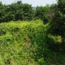 완도 고금도 지석묘군 이미지