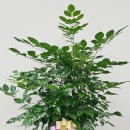 화원대찬정형외과의원 | 병원 개업 축하 문구 + 화분 추천｜뱅갈고무나무부터 행운목까지 한 번에