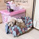 허동물병원 이미지