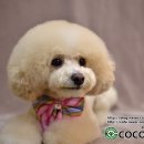 코코애견샵 이미지