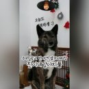 진이네 강아지풀 이미지