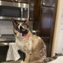 CAT 이미지