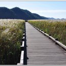 순천만 갈대밭 이미지