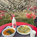 원동교통(주) | 2026년 양산 원동 매화축제 아이와 순매원 매화 개화시기 주차장 후기