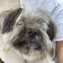 운버트 강아지미용실 이미지