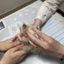 NR-1[경수대로]-하-24 | 혐짤주의 아기고양이 두찌 분양받고 하루만에 병원신세 된 썰 (절망편) 진드기랑 전쟁시작..