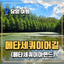 담양관광정보센터 | 담양 메타세쿼이어길 여행 후기 | 입장료부터 맨발산책로까지 총정리