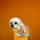 놀러오개 애견유치원 애견호텔 안양점 이미지