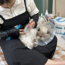 카밍캣 고양이미용 이미지