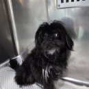 천안모아동물병원 | 천안동물병원 슬개골수술전문병원 LCPD 수술전문동물병원 천안불당동 모아동물병원