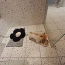 멍치원 | 광안애견유치원 멍치원 호텔링 장박 후기