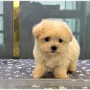 도그마루 천안지점 이미지