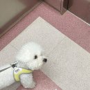 뭉난이 | [천안강아지유치원] 최대 10마리까지만 케어하는 청당동 뭉난이