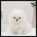 더독스 강아지분양 서울 이미지