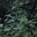 방아잎 ㅡ 배초향(排草香) 이미지