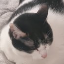 히히 그루밍 이미지