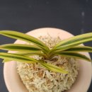 욱일농장 이미지