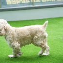 옐레드 애견유치원 & 호텔 고양덕은점 이미지