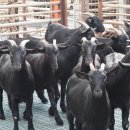 반도흑염소 농장 이미지