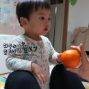 김미희농장 | 제주월광농장 황금향이 대박입니다.